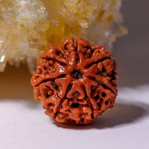 13 Mukhi Rudraksha