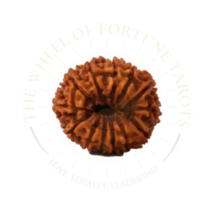 13 Mukhi Rudraksha