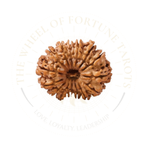 14 Mukhi Rudraksha