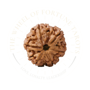 6 Mukhi Rudraksha